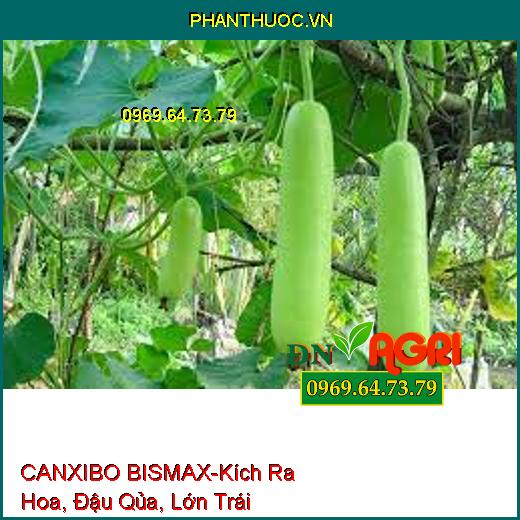 CANXIBO BISMAX-Kích Ra Hoa, Đậu Qủa, Lớn Trái, Dai Cuống, Thẳng Trái, Nứt Trái