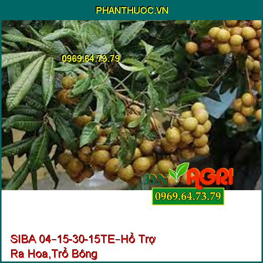 SIBA 04–15-30-15TE– Hổ Trợ Ra Hoa, Trổ Bông Hàng Loạt, Dai Cuống, Trái To, Bóng