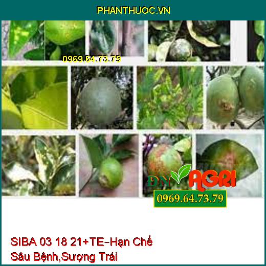 SIBA 03 18 21+TE –Trái Lớn, Hạn Chế Sâu Bệnh, Chống Sượng Trái, Tăng Độ Ngọt