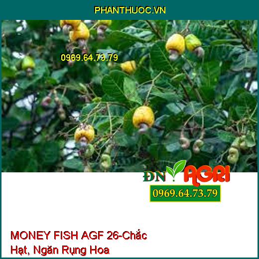 MONEY FISH AGF 26-Nuôi Trái Lớn Nhanh, Chắc Hạt, Ngăn Rụng Hoa, Tăng Năng Suất