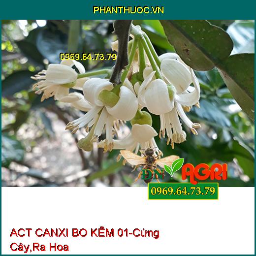 ACT CANXI BO KẼM 01-Cứng Cây,Ra Hoa