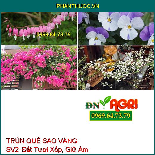 PHÂN HỮU CƠ TRÙN QUẾ SAO VÀNG SV2 –Dùng Cho Hoa Kiểng, Đất Tươi Xốp, Giữ Ẩm