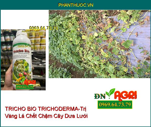 BIO SACOTEC TRICHO BIO TRICHODERMA NẤM ĐỐI KHÁNG-Xử Lý Rôm Rạ, Ủ Phân Chuồng