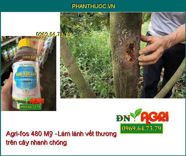 Agri-fos 480 Mỹ –Đặc Trị Nấm Gây Hại Nhanh Chóng Làm Lành Vết Thương