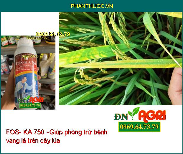 FOS- KA 750 –Phân Hóa Mầm Hoa, Ra RỄ Cực Mạnh, Diệt Trừ Nấm Bệnh