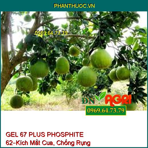 GEL 67 PLUS PHOSPHITE 62 –Tạo Mầm, Kích Mắt Cua, Chống Rụng