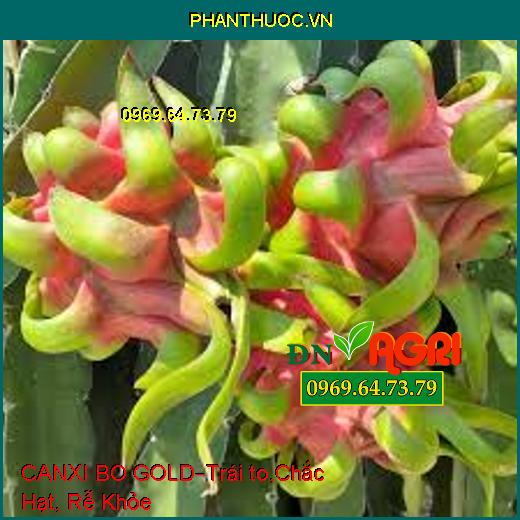 PHÂN BÓN LÁ CANXI BO GOLD –Tăng Tỷ Lệ Đậu Trái, Trái to, Chắc Hạt, Rễ Khỏe