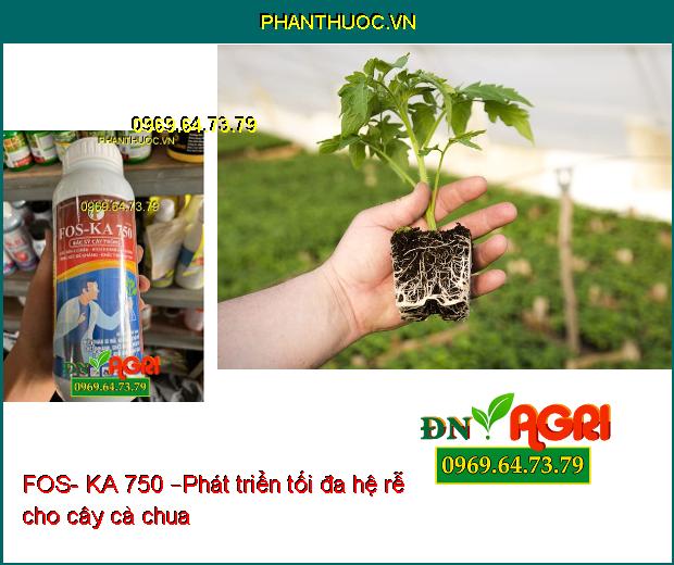 FOS- KA 750 –Phân Hóa Mầm Hoa, Ra RỄ Cực Mạnh, Diệt Trừ Nấm Bệnh