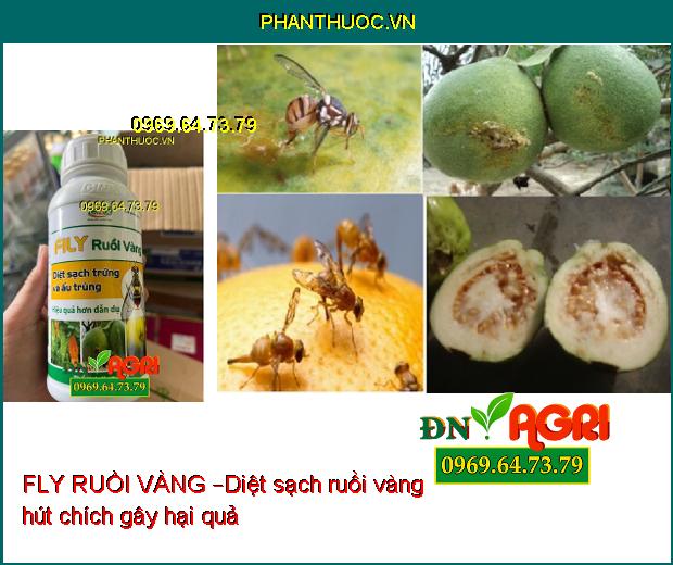 FLY RUỒI VÀNG –Xua Đuổi Côn Trùng, Ruồi Vàng, Các Loại Sâu Hại Cây Trồng