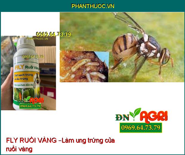 FLY RUỒI VÀNG –Xua Đuổi Côn Trùng, Ruồi Vàng, Các Loại Sâu Hại Cây Trồng