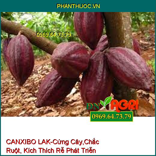 CANXIBO LAK –Cứng Cây, Chắc Ruột, Kích Thích Bộ Rễ Phát Triễn