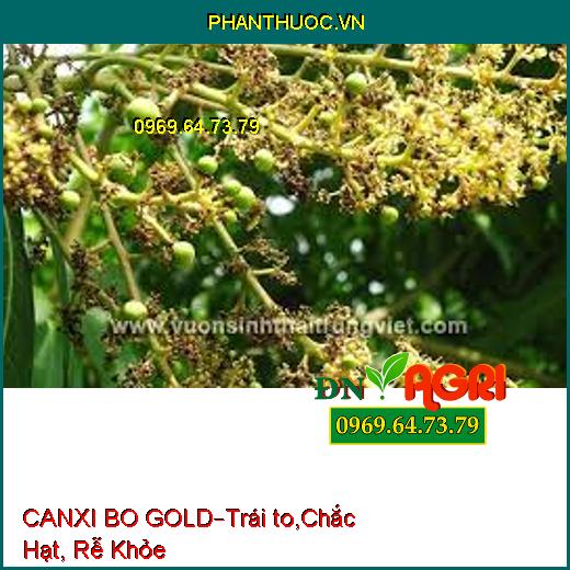 PHÂN BÓN LÁ CANXI BO GOLD –Tăng Tỷ Lệ Đậu Trái, Trái to, Chắc Hạt, Rễ Khỏe