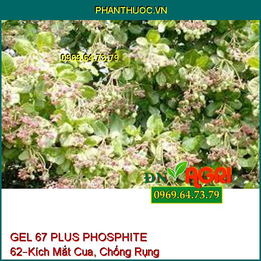 GEL 67 PLUS PHOSPHITE 62 –Tạo Mầm, Kích Mắt Cua, Chống Rụng