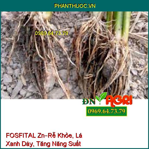 PHÂN BÓN FOSFITAL Zn–Cây Trồng Phát Triển ,Rễ Khỏe, Lá Xanh Dày, Tăng Năng Suất