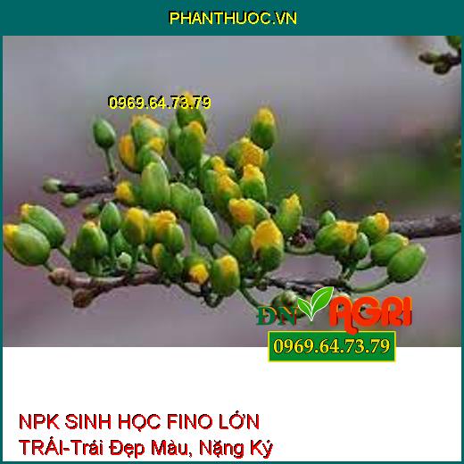 PHÂN BÓN LÁ HỖN HỢP NPK SINH HỌC FINO LỚN TRÁI-Lớn Trái Nhanh, Trái Đẹp Màu, Nặng Ký, Chống Ghẻ Trái