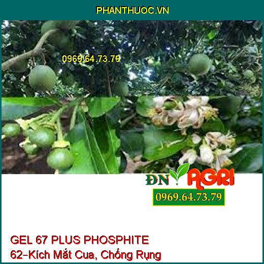 GEL 67 PLUS PHOSPHITE 62 –Tạo Mầm, Kích Mắt Cua, Chống Rụng