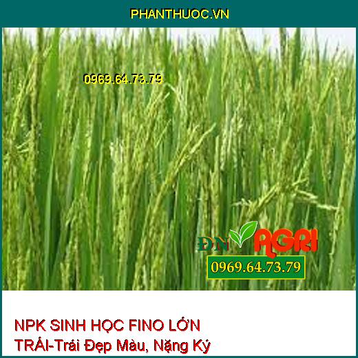 PHÂN BÓN LÁ HỖN HỢP NPK SINH HỌC FINO LỚN TRÁI-Lớn Trái Nhanh, Trái Đẹp Màu, Nặng Ký, Chống Ghẻ Trái