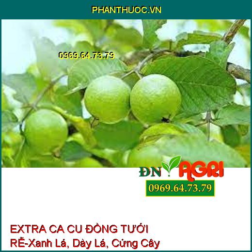 EXTRA CA CU ĐỒNG TƯỚI RỄ –Xanh Lá, Dày Lá, Cứng Cây, Tăng pH, Hạ Phèn Nhanh