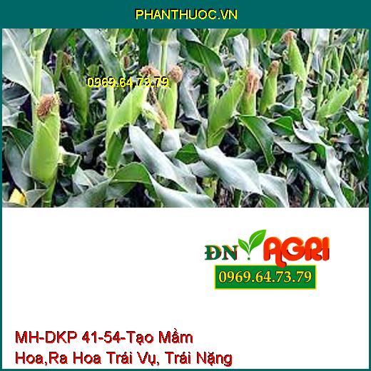 MH-DKP 41-54-Tạo Mầm Hoa, Ra Hoa Trái Vụ, Trái Nặng Ký , Mã Đẹp