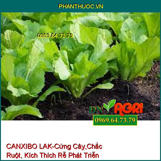 CANXIBO LAK –Cứng Cây, Chắc Ruột, Kích Thích Bộ Rễ Phát Triễn