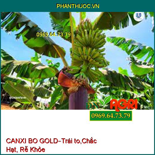 PHÂN BÓN LÁ CANXI BO GOLD –Tăng Tỷ Lệ Đậu Trái, Trái to, Chắc Hạt, Rễ Khỏe