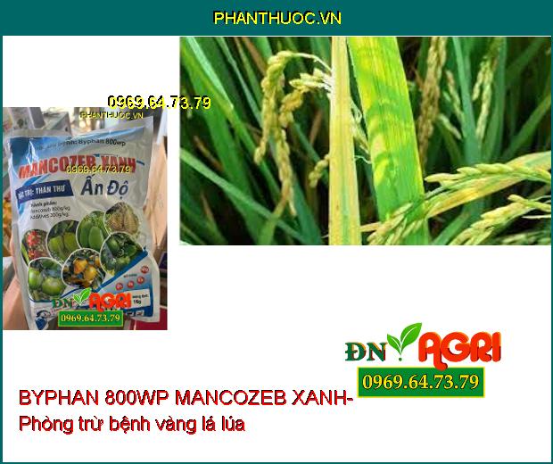 BYPHAN 800WP MANCOZEB XANH-ĐẶC TRỊ BỆNH SƯƠNG MAI, THỐI TRÁI, THÁN THƯ