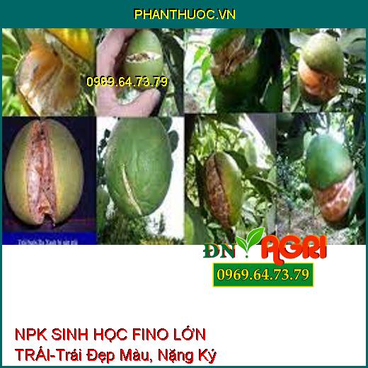 PHÂN BÓN LÁ HỖN HỢP NPK SINH HỌC FINO LỚN TRÁI-Lớn Trái Nhanh, Trái Đẹp Màu, Nặng Ký, Chống Ghẻ Trái