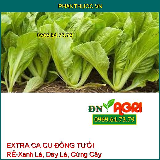 EXTRA CA CU ĐỒNG TƯỚI RỄ –Xanh Lá, Dày Lá, Cứng Cây, Tăng pH, Hạ Phèn Nhanh