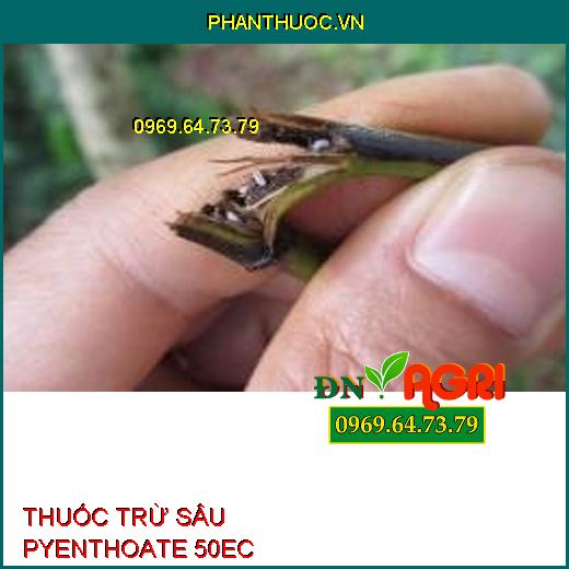 THUỐC TRỪ SÂU PYENTHOATE 50EC – Đặc Trị Rệp Sáp, Rệp Kim, Sâu Róm, Sâu Đục Thân, Đục Quả, Mọt Đục Cành, Ruồi Vàng, Bọ Xít Muỗi, Rầy Xanh