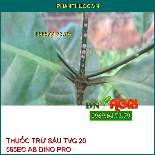 THUỐC TRỪ SÂU TVG 20 565EC AB DINO PRO- Đặc Trị Rệp Sáp, Phòng Trừ Sâu Ruồi Rầy