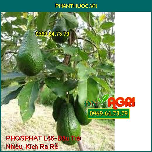 PHÂN BÓN PHOSPHAT L86 –Hoa Bung Cực Mạnh, Đậu Trái Nhiều, Kích Ra Rễ