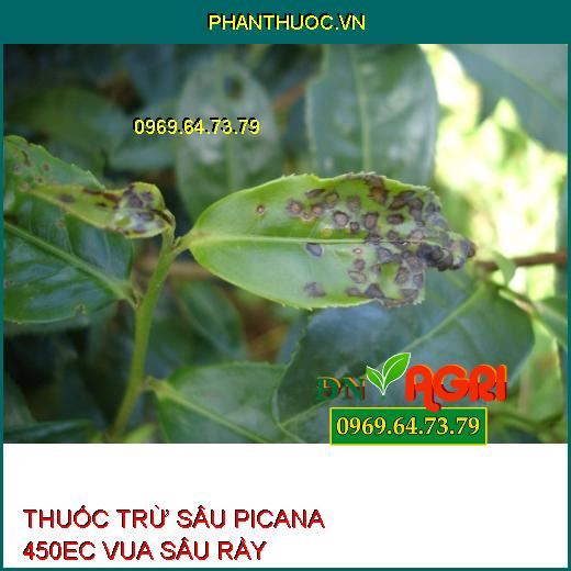 THUỐC TRỪ SÂU PICANA 450EC VUA SÂU RẦY – Đặc Trị Bọ Trĩ, Bọ Xích Muỗi, Bọ Phấn, Rầy Mềm, Rầy Phấn Trắng