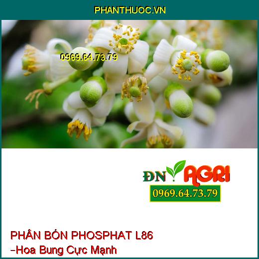 PHÂN BÓN PHOSPHAT L86 –Hoa Bung Cực Mạnh, Đậu Trái Nhiều, Kích Ra Rễ