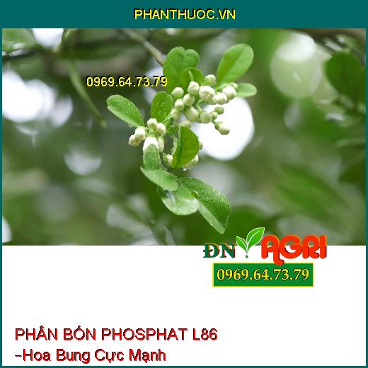 PHÂN BÓN PHOSPHAT L86 –Hoa Bung Cực Mạnh, Đậu Trái Nhiều, Kích Ra Rễ