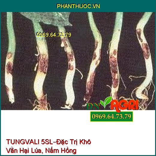 THUỐC TRỪ BỆNH TUNGVALI 5SL – Đặc Trị Khô Vằn Hại Lúa, Khô Cành, Nấm Hồng Hại Cao Su