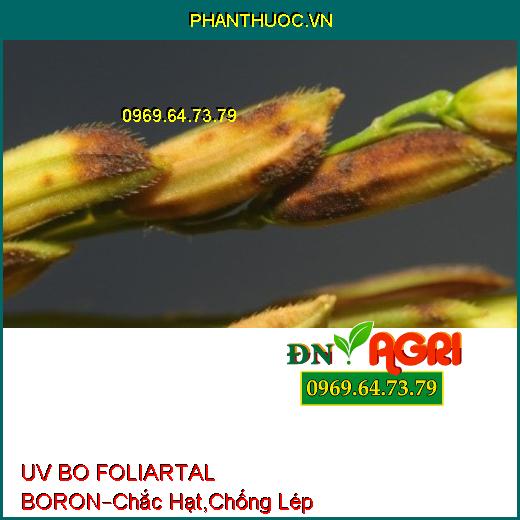 PHÂN BÓN UV BO FOLIARTAL BORON –Chắc Hạt, Sáng Bông, Lúa Cứng Cây, Chống Lép Hạt