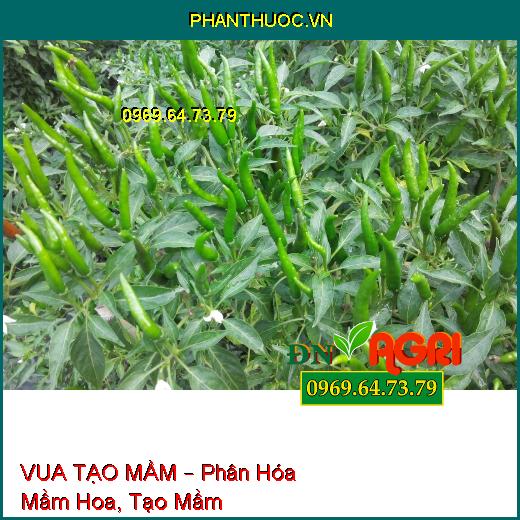 VUA TẠO MẦM – Phân Hóa Mầm Hoa, Tạo Mầm, Chống Nghẹn Hoa, Xử Lý Ra Hoa Nghịch Vụ