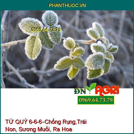 TỨ QUÝ 6-6-6 –Chống Rụng Hoa, Trái Non, Sương Muối, Phát Đọt, Ra Hoa Nhiều