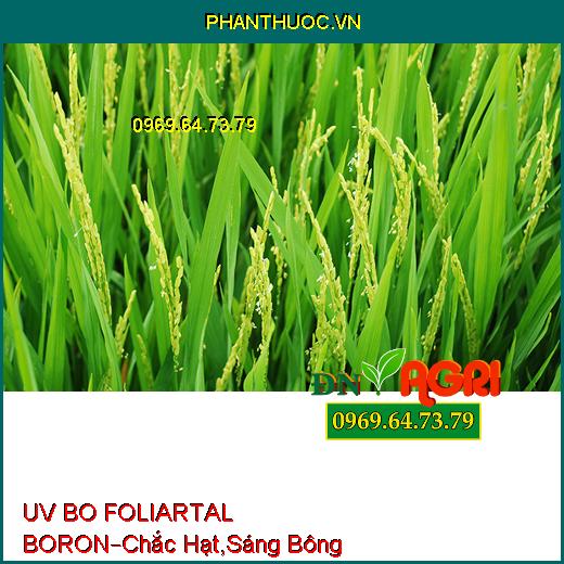 PHÂN BÓN UV BO FOLIARTAL BORON –Chắc Hạt, Sáng Bông, Lúa Cứng Cây, Chống Lép Hạt