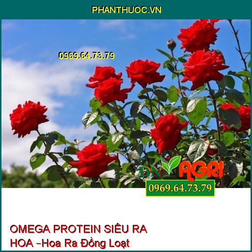 OMEGA PROTEIN SIÊU RA HOA –Xử Lý Hoa Ra Đồng Loạt, Hạn Chế Khô Hoa, Chồi