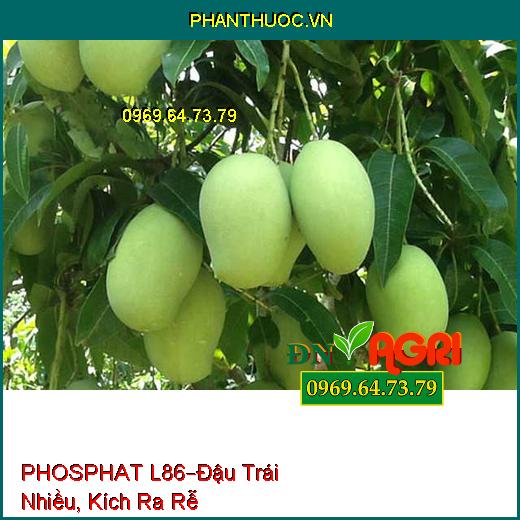 PHÂN BÓN PHOSPHAT L86 –Hoa Bung Cực Mạnh, Đậu Trái Nhiều, Kích Ra Rễ