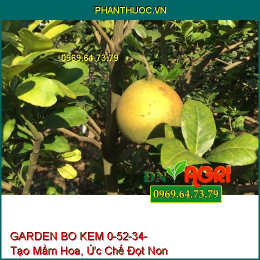 PHÂN BÓN VI LƯỢNG GARDEN BO KEM 0-52-34-Giúp Bộ Lá Gìa Đồng Loạt, Tạo Mầm Hoa, Ức Chế Đọt Non