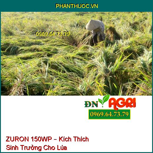 ZURON 150WP – Kích Thích Sinh Trưởng Cho Lúa, Chống Đổ Ngã, Tăng Tỷ Lệ Hạt Chắc