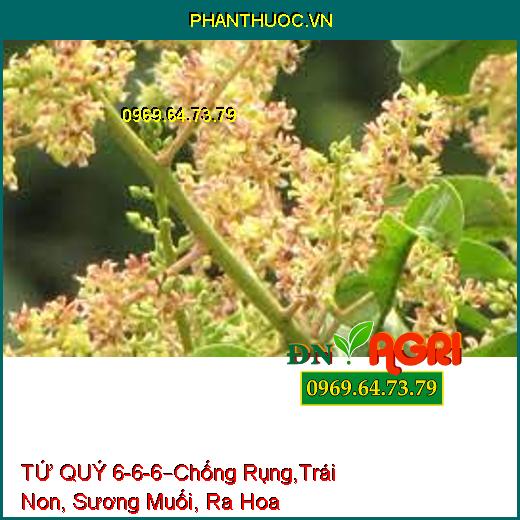 TỨ QUÝ 6-6-6 –Chống Rụng Hoa, Trái Non, Sương Muối, Phát Đọt, Ra Hoa Nhiều