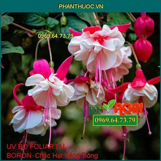 PHÂN BÓN UV BO FOLIARTAL BORON –Chắc Hạt, Sáng Bông, Lúa Cứng Cây, Chống Lép Hạt