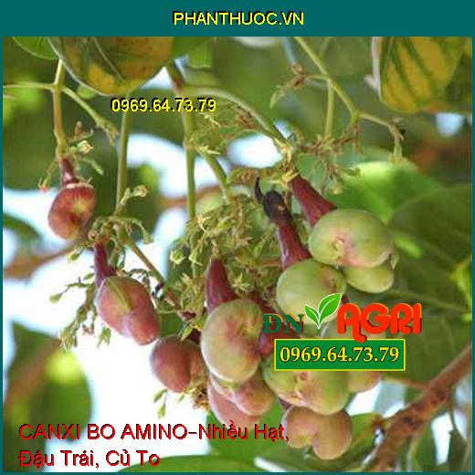 PHÂN BÓN VI LƯỢNG CANXI BO AMINO –Tạo Nhiều Hạt, Đậu Trái, Củ To Nhiều Tinh Bột