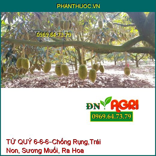 TỨ QUÝ 6-6-6 –Chống Rụng Hoa, Trái Non, Sương Muối, Phát Đọt, Ra Hoa Nhiều