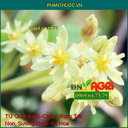 TỨ QUÝ 6-6-6 –Chống Rụng Hoa, Trái Non, Sương Muối, Phát Đọt, Ra Hoa Nhiều