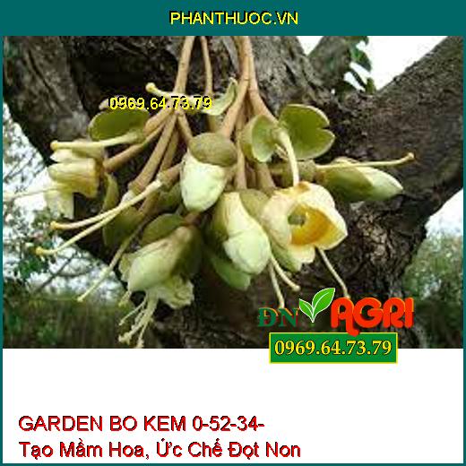 PHÂN BÓN VI LƯỢNG GARDEN BO KEM 0-52-34-Giúp Bộ Lá Gìa Đồng Loạt, Tạo Mầm Hoa, Ức Chế Đọt Non