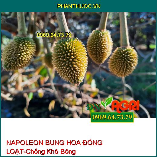 NAPOLEON BUNG HOA ĐỒNG LOẠT-Chống Khô Bông, Bật Hoa Mạnh, Tăng Đậu Trái